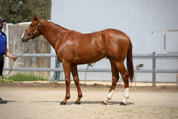 Lot 52: Lucky Vega (IRE) / La Petite Reine (GB)