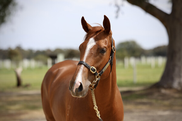 Lot 52: Lucky Vega (IRE) / La Petite Reine (GB)