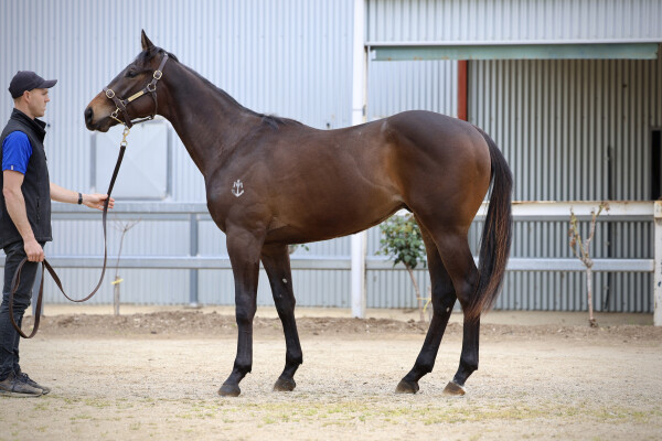 Lot 57: Proisir / Langbein (NZ)