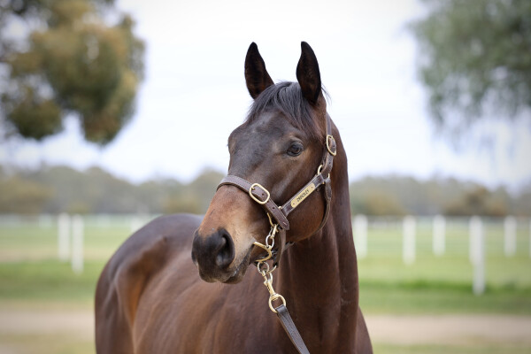 Lot 57: Proisir / Langbein (NZ)