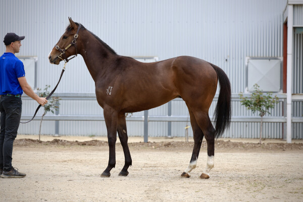 Lot 63: Nicconi / Lupino Lass