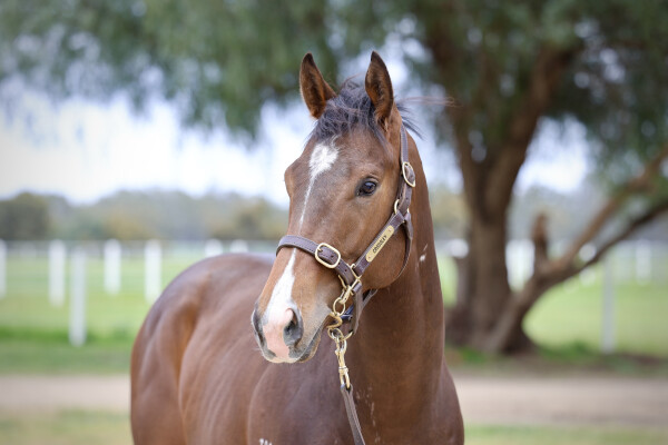 Lot 63: Nicconi / Lupino Lass