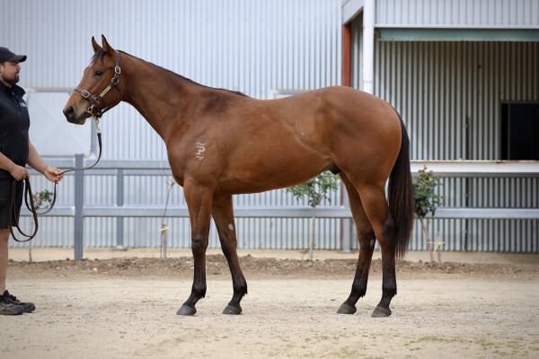 Lot 68: I Am Invincible / Maroon Bay