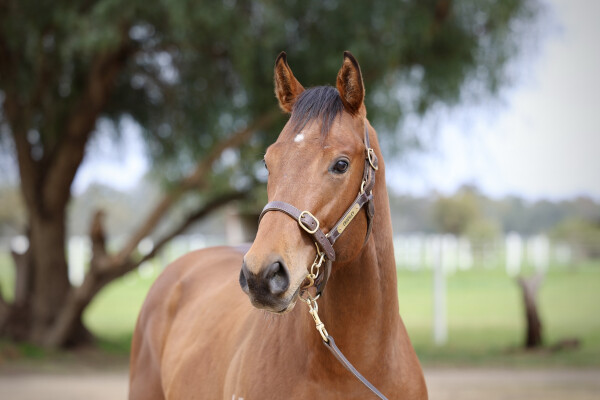 Lot 68: I Am Invincible / Maroon Bay