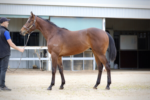 Lot 70: Lean Mean Machine / Midnight Gardener