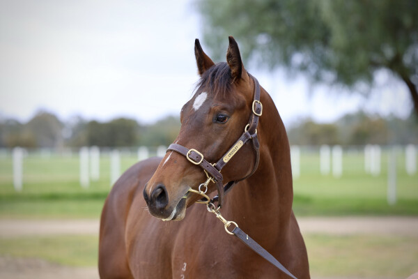 Lot 70: Lean Mean Machine / Midnight Gardener