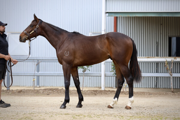 Lot 73: Rich Enuff / Miss Josephine