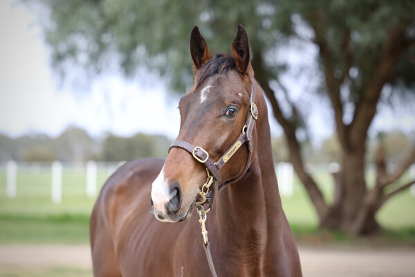 Lot 73: Rich Enuff / Miss Josephine