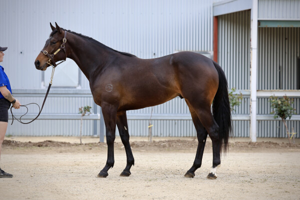 Lot 97: Dundeel (NZ) / Pipiana (NZ)