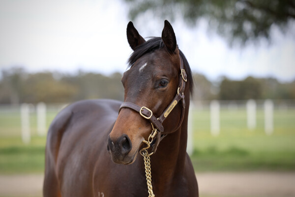 Lot 97: Dundeel (NZ) / Pipiana (NZ)