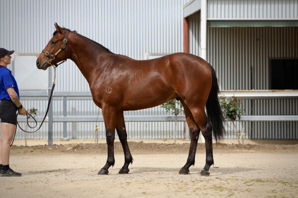 Lot 98: Lucky Vega (IRE) / Pivotal Connection (GB)