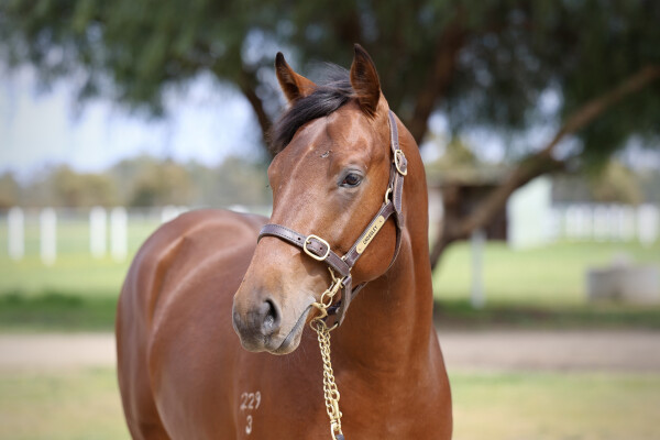 Lot 98: Lucky Vega (IRE) / Pivotal Connection (GB)