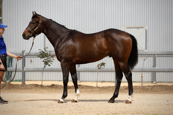 Lot 104: Peltzer / Primadini