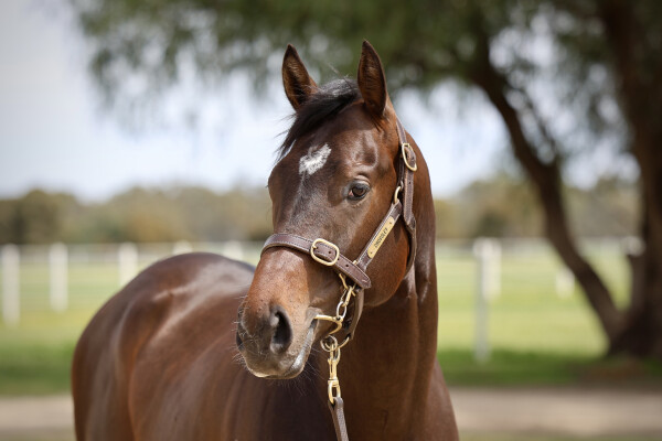 Lot 104: Peltzer / Primadini