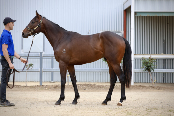 Lot 127: Satono Aladdin (JPN) / Shameless Tart (NZ)