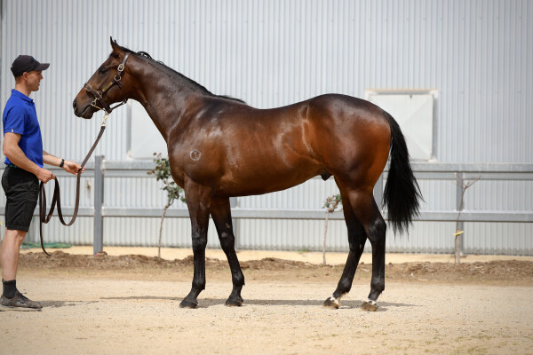 Lot 129: Written Tycoon / She'll be Apples