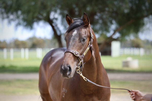 Lot 129: Written Tycoon / She'll be Apples