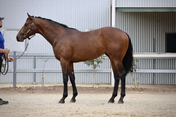 Lot 165: Alabama Express / World Awaits