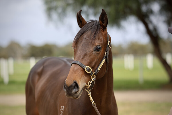 Lot 174: Pierro / Alzora