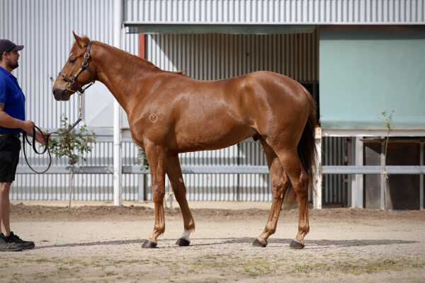 Lot 187: Tagaloa / Awakening