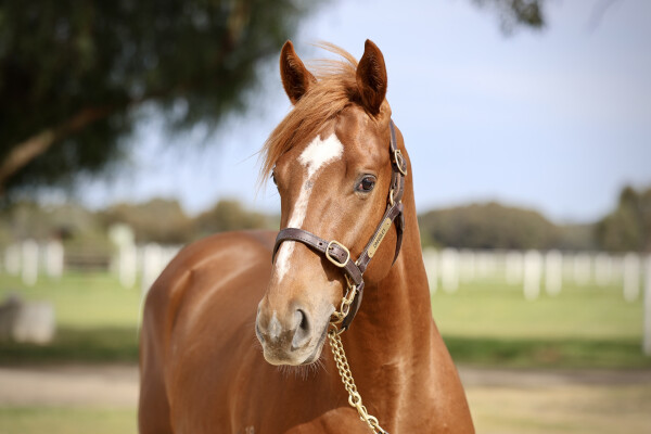 Lot 187: Tagaloa / Awakening