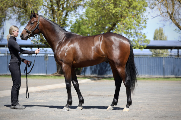 Lot 86: Harry Angel (IRE) / Nurture