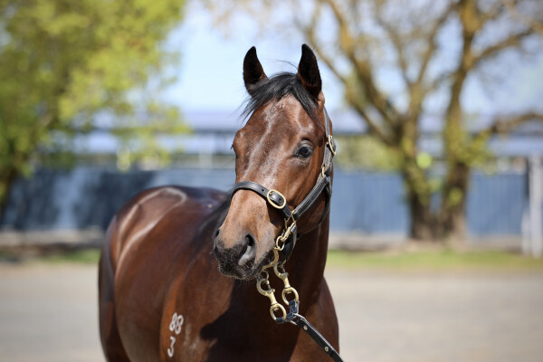 Lot 86: Harry Angel (IRE) / Nurture