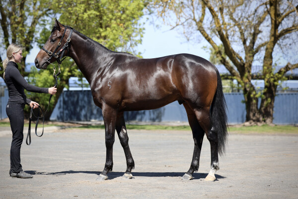 Lot 192: Royal Meeting (IRE) / Belfast Lass