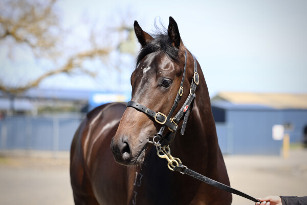 Lot 192: Royal Meeting (IRE) / Belfast Lass