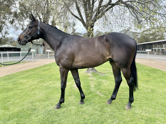 Lot 11: North Pacific / Ever the Same