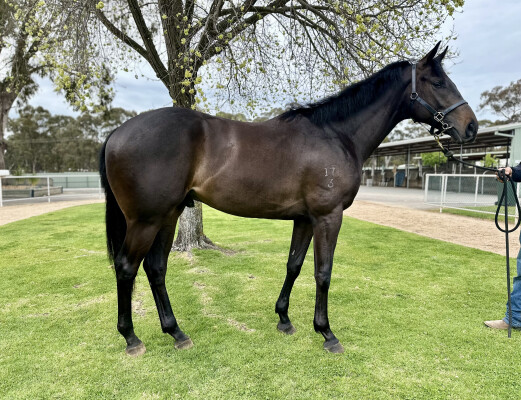 Lot 11: North Pacific / Ever the Same