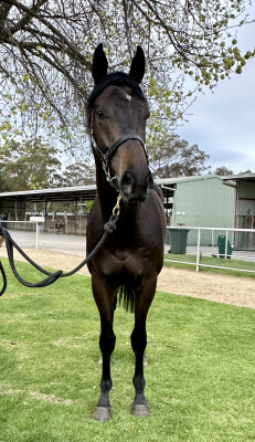 Lot 11: North Pacific / Ever the Same