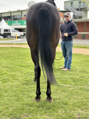 Lot 11: North Pacific / Ever the Same