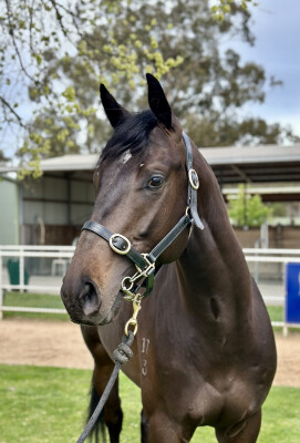 Lot 11: North Pacific / Ever the Same