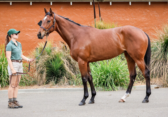 Lot 215: Frosted (USA) / De Sea Eagle