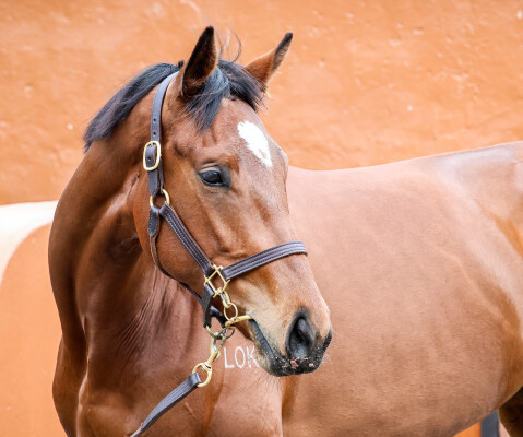 Lot 215: Frosted (USA) / De Sea Eagle
