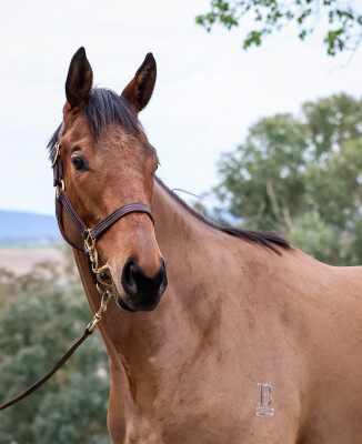 Lot 18: All Too Hard / Free Speech