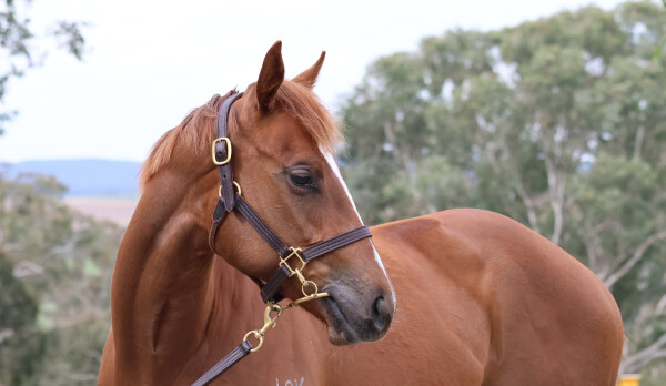 Lot 214: Home Affairs / De Grawin