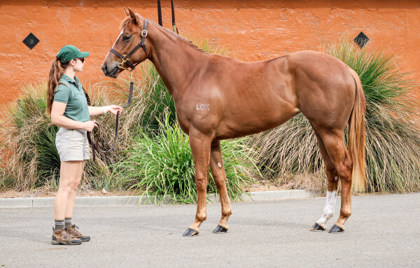 Lot 214: Home Affairs / De Grawin