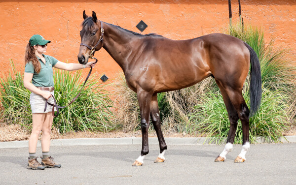 Lot 198: Wooded (IRE) / Calaway Cruizer