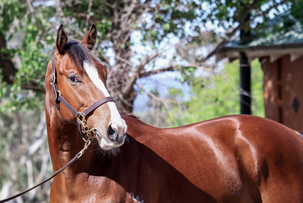 Lot 185: Bivouac / Artisanale (GB)