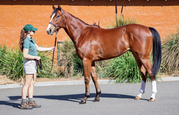 Lot 185: Bivouac / Artisanale (GB)