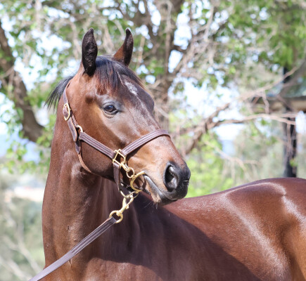 Lot 15: Wild Ruler / Force of Will (NZ)