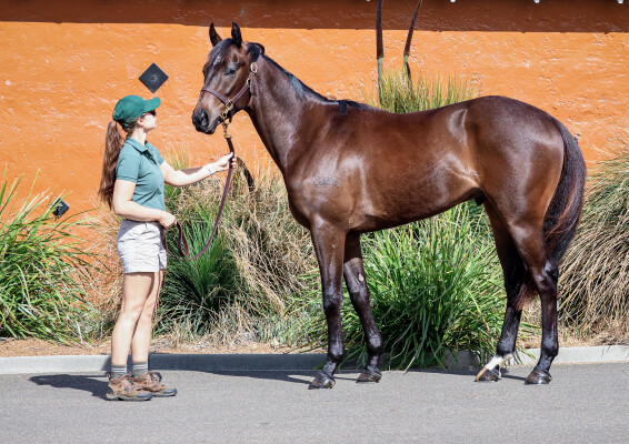 Lot 15: Wild Ruler / Force of Will (NZ)