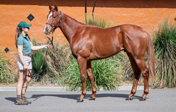 Lot 102: Time to Reign / Pricing Power