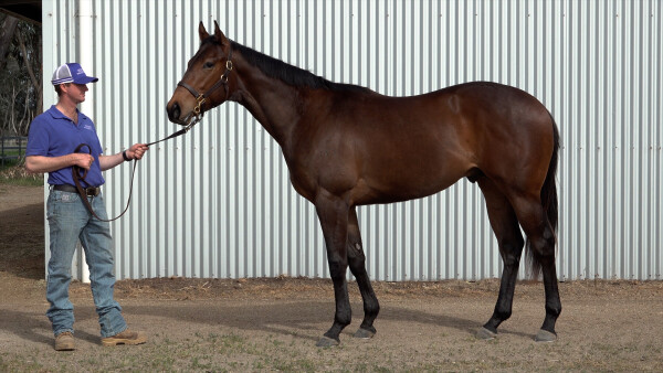 Lot 9: Portland Sky / Enuff Effort
