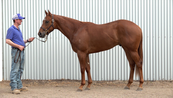 Lot 137: Hanseatic / Sound Lyric