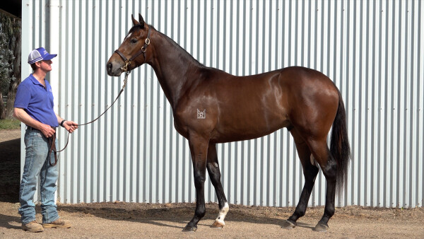 Lot 190: Wild Ruler / Beatniks