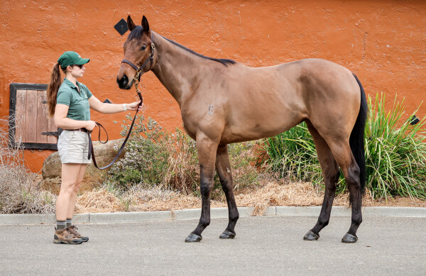 Lot 18: All Too Hard / Free Speech