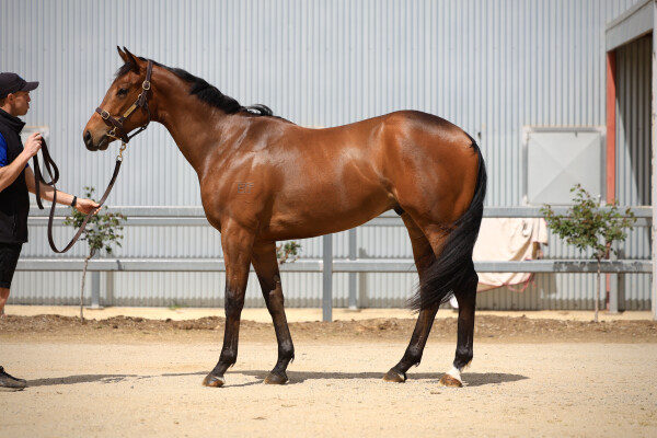 Lot 5: Royal Meeting (IRE) / Ejaytee